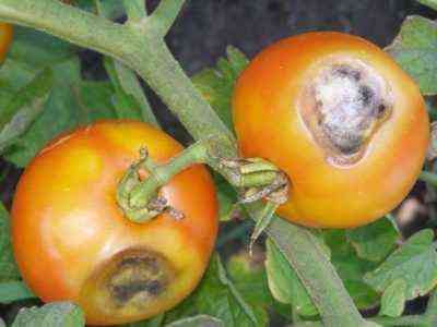 كيف وكيف تعالج العفن البني في الطماطم