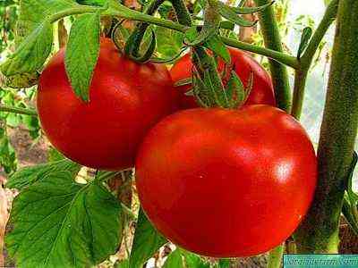 كيف ومتى يتم تغذية الطماطم بالرماد