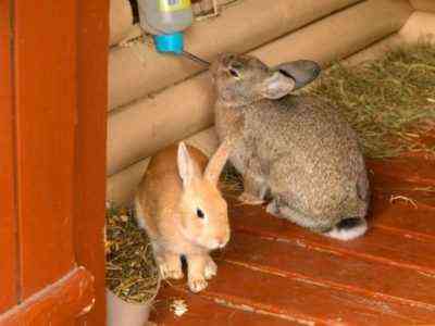 كيفية إدخال البنجر وقمم الأرانب في النظام الغذائي للأرانب