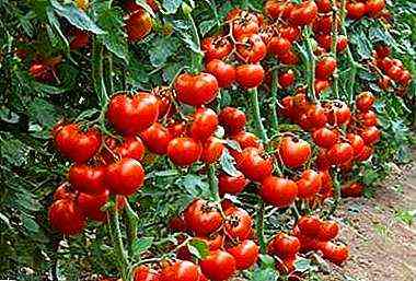 كيفية اختيار التربة للطماطم