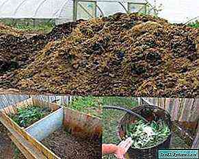 كيفية استخدام روث الخنازير لتخصيب التربة
