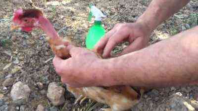 كيفية التخلص من القمل في الدجاج