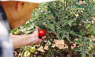 كيفية التعامل مع آفات شتلات الطماطم