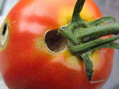 كيفية التعامل مع اليرقات الطماطم
