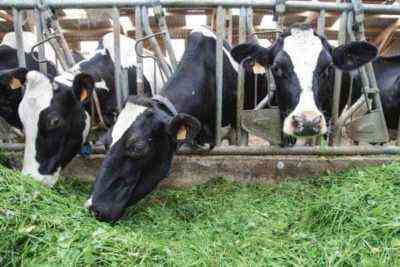 كيفية الحفاظ على الأبقار في موسم الجفاف