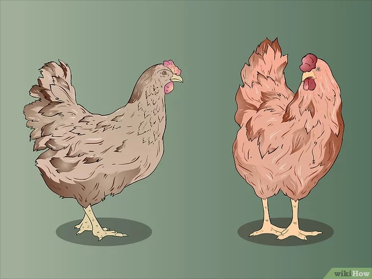 كيفية تحديد جنس الدجاجة