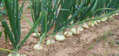 كيفية تحضير البصل للزراعة