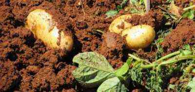 كيفية تحضير البطاطس قبل الزراعة