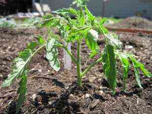 كيفية تحفيز نمو شتلات الطماطم