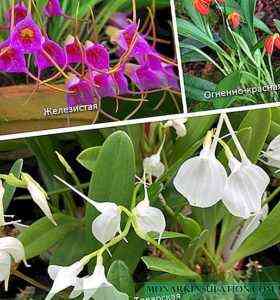 كيفية رعاية Masdevallia Orchid