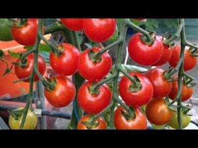 كيفية زراعة الطماطم المائية