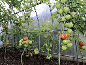 كيفية سقي الطماطم أثناء عملية النمو
