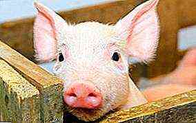 كيفية علاج الإسهال في الخنازير