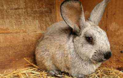 كيفية علاج الديدان في الأرانب