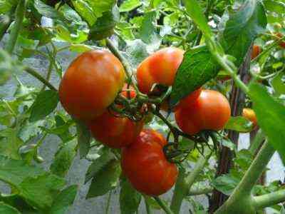 لماذا تطور أوراق الطماطم