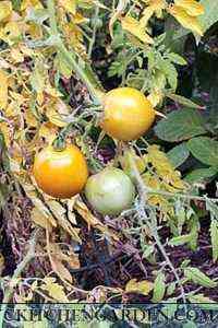 لماذا تنمو الأوراق مريضة وصفراء في الطماطم في دفيئة
