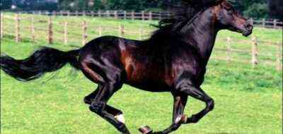 ماهو أسرع حصان في العالم