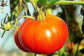 متى وكيف تزرع الطماطم للشتلات في سيبيريا