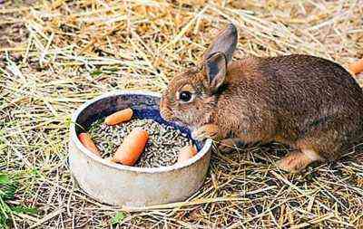 ملامح تغذية الأرانب بالحبوب