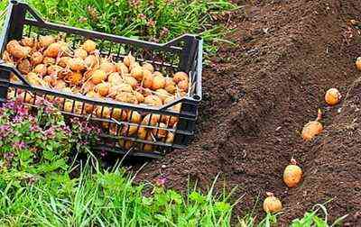 مواعيد زراعة البطاطس في الضواحي