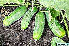 وصف Cucumber Spino