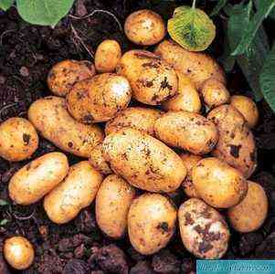 وصف أصناف البطاطس للأرض السوداء