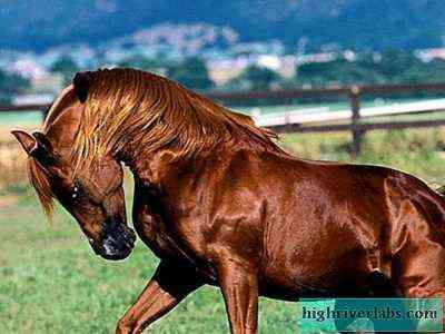 وصف أكبر حصان في العالم