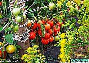 وصف أنواع الطماطم Dubok