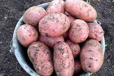 وصف البطاطس Zhuravinka