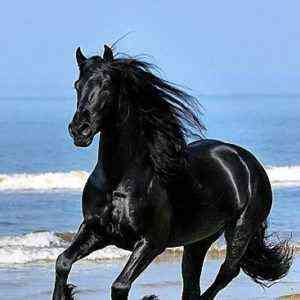 وصف الحصان الأسود