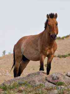 وصف الحصان المنغولي