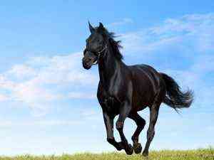 وصف الحصان موستانج