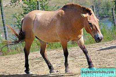 وصف الخيول سلالة Przhevalsky