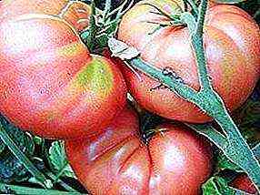 وصف الطماطم إمبراطورية التوت