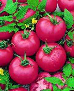 وصف الطماطم الجنة الوردية