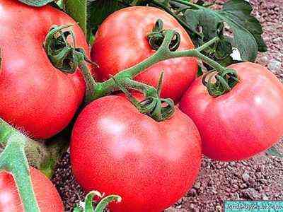 وصف الطماطم الجنة
