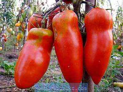 وصف الطماطم القرمزية موستانج