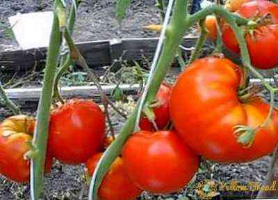 وصف الطماطم الكاردينال