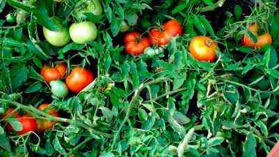 وصف الطماطم جنوم مبهج