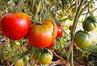وصف الطماطم رائد الفضاء فولكوف