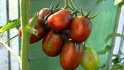 وصف الطماطم De Barao Black