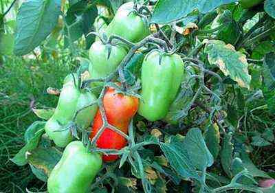 وصف الطماطم Gigalo