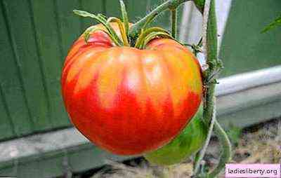 وصف طماطم سيبيريا المبكرة