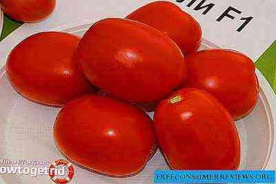 وصف طماطم شبلي