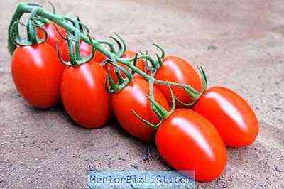وصف وخصائص أصناف الطماطم ترويكا سيبيريا