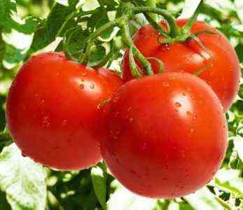 وصف وخصائص الطماطم من نوع ليندا