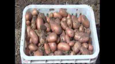 وصف ووصف البطاطا القرم روز
