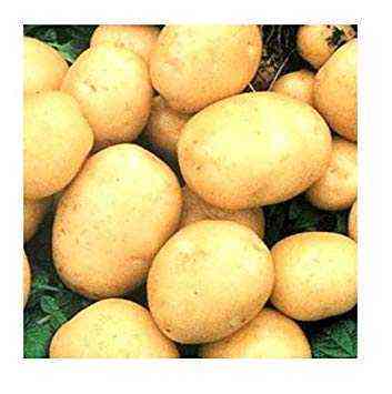 وصف Potato Assol