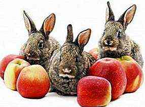 يمكن إعطاء الأرانب التفاح الناضج