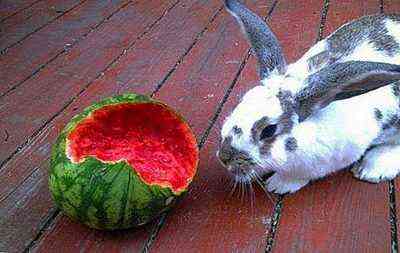 يمكن للأرانب الحصول على قشر البطيخ أو البطيخ